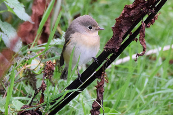 Red-breasted Flycatcher
