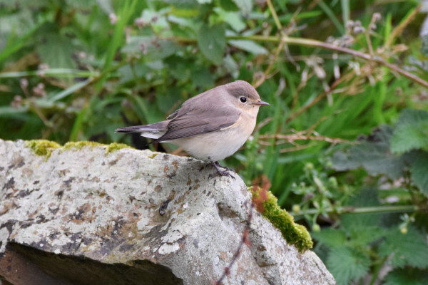 Red-breasted Flycatcher