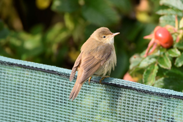 Reed Warbler