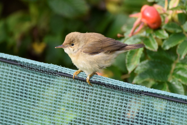 Reed Warbler