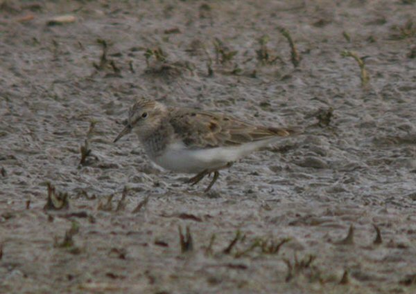 Temminck's Stint