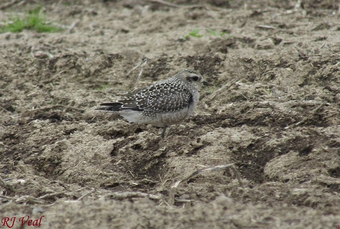 American Golden Plover