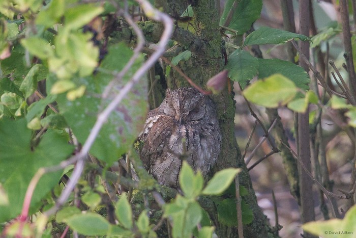 Scops Owl