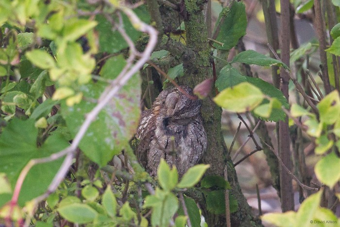 Scops Owl