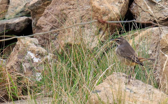 Red-spotted Bluethroat