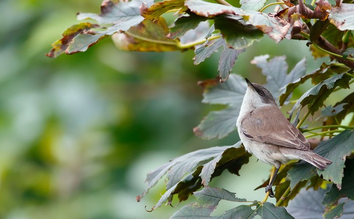 Siberian Lesser Whitethroat
