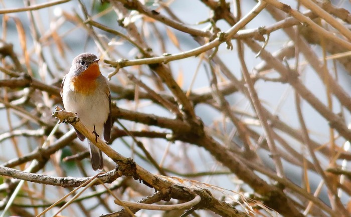 Red-breasted Flycatcher