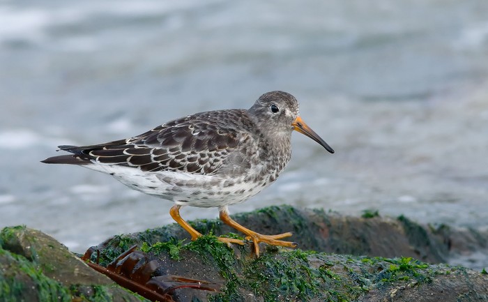Purple Sandpiper