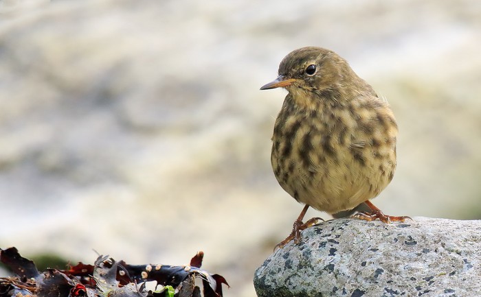Rock Pipit