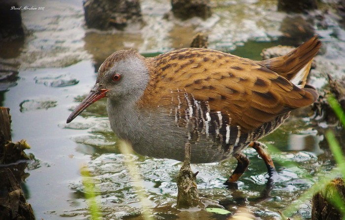 Water Rail