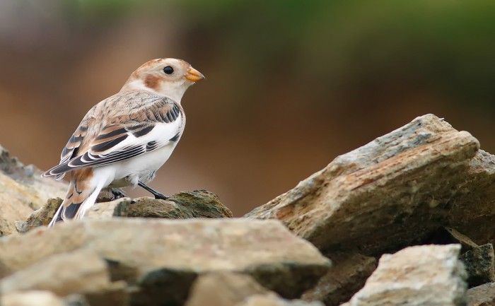 Snow Bunting