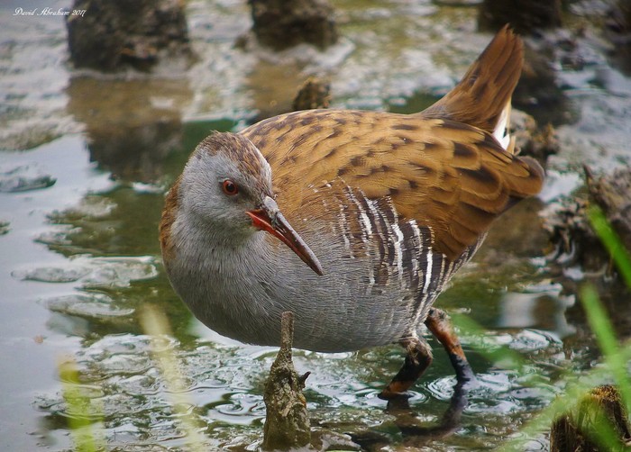 Water Rail