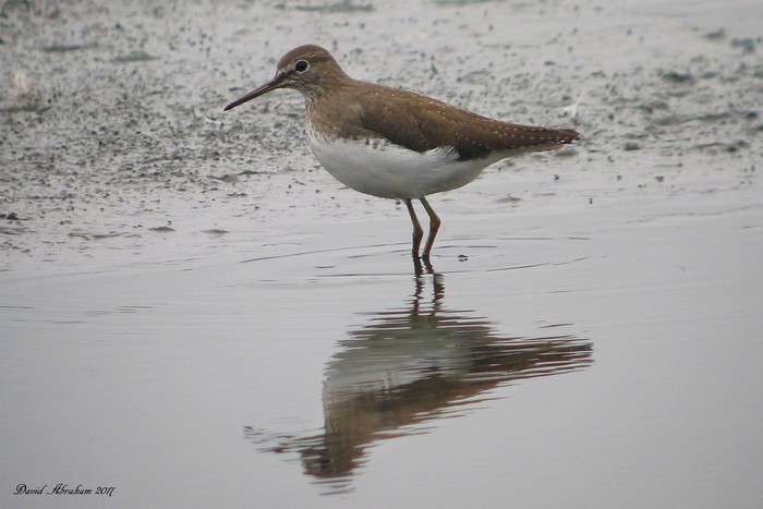 Green Sandpiper