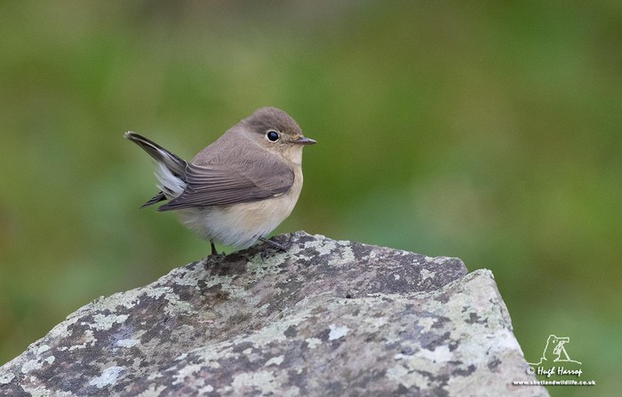 Red-breasted Flycatcher