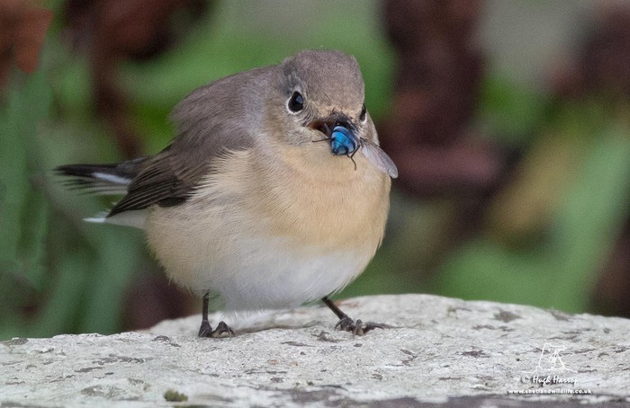 Red-breasted Flycatcher