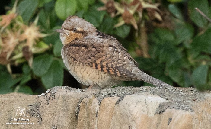 Wryneck