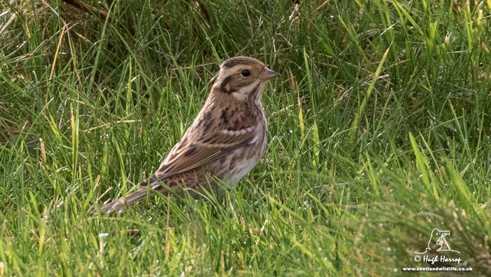 Rustic Bunting