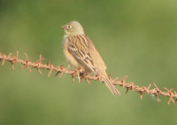 Ortolan Bunting