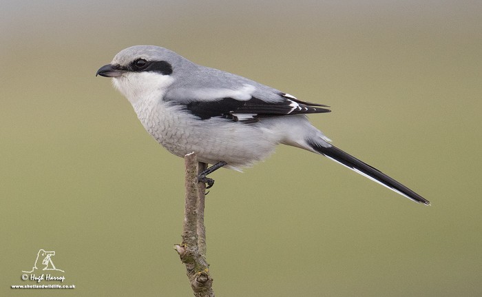 Great Grey Shrike