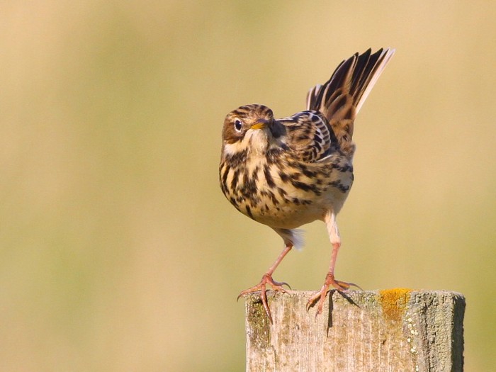 Red-throated Pipit