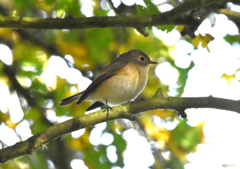 Red-breasted Flycatcher