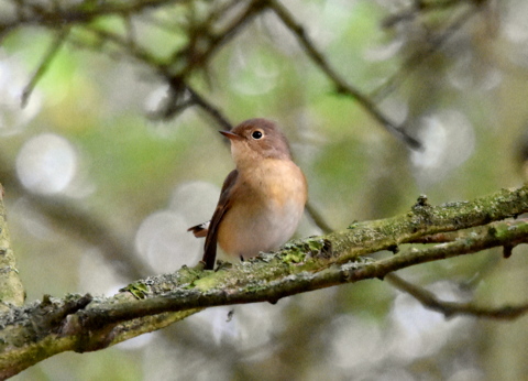 Red-breasted Flycatcher