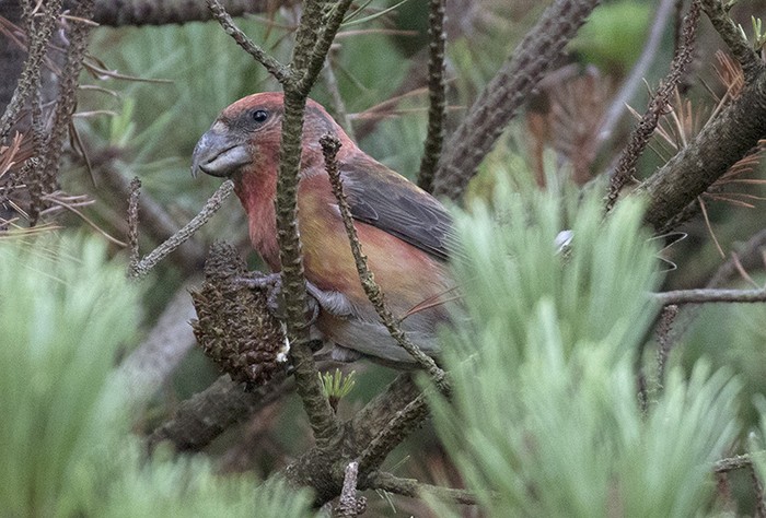 Parrot Crossbill