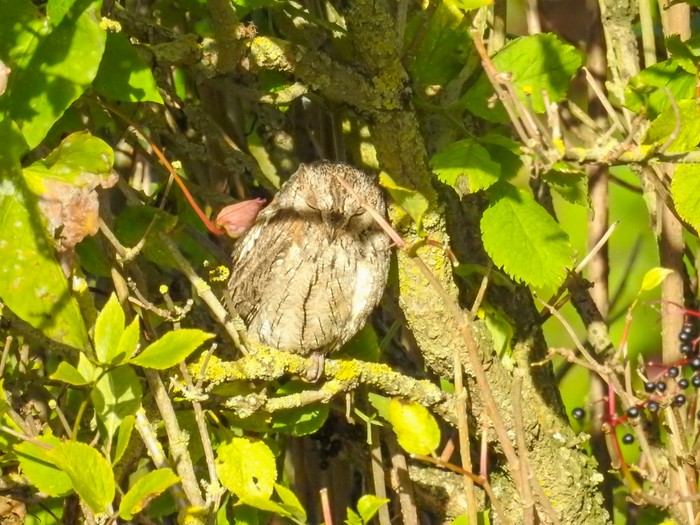 Scops Owl