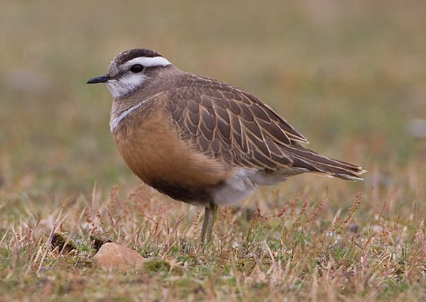 Dotterel