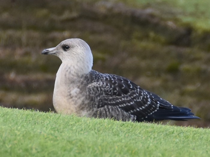 Long-tailed Skua
