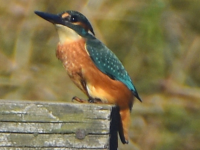 Kingfisher