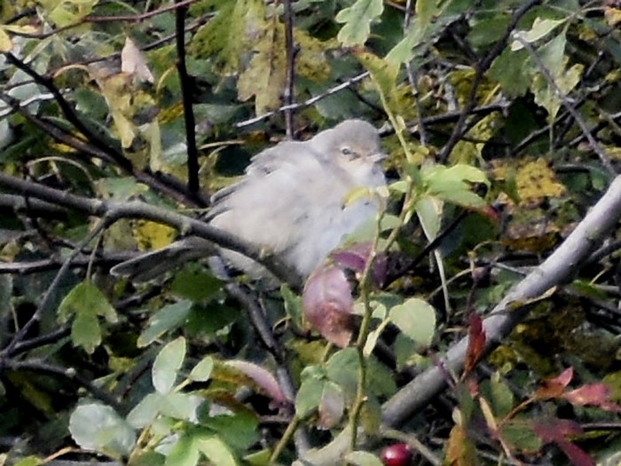 Barred Warbler