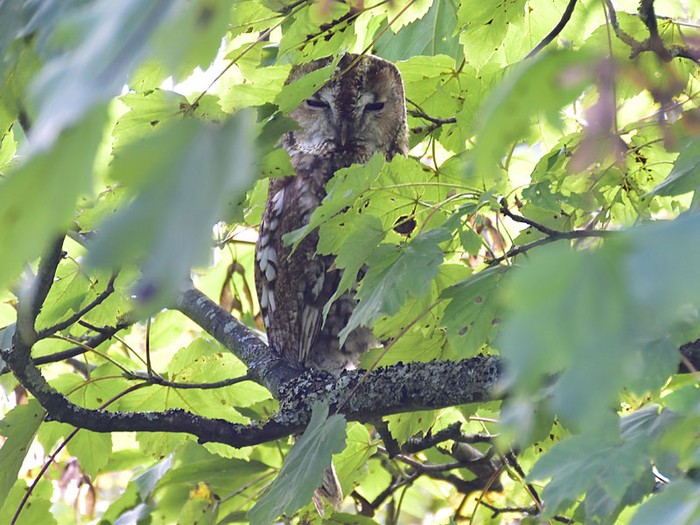 Tawny Owl