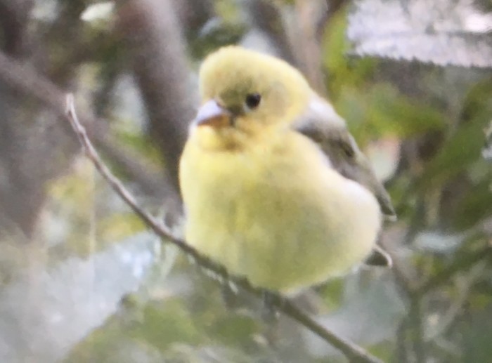 Scarlet Tanager
