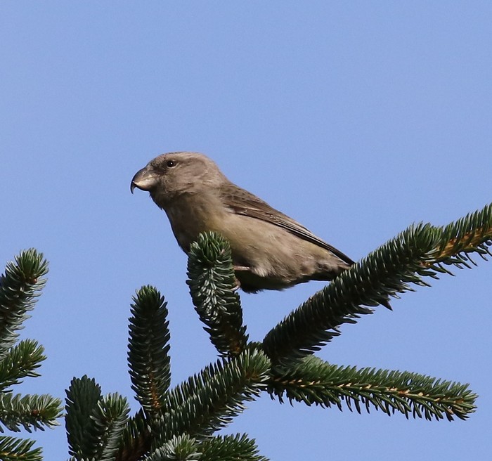 Parrot Crossbill