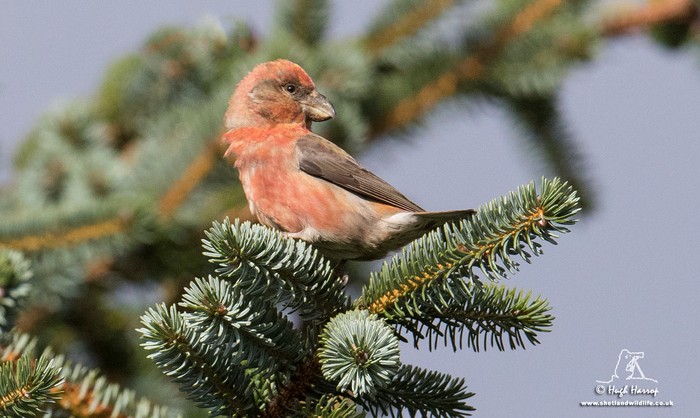 Parrot Crossbill