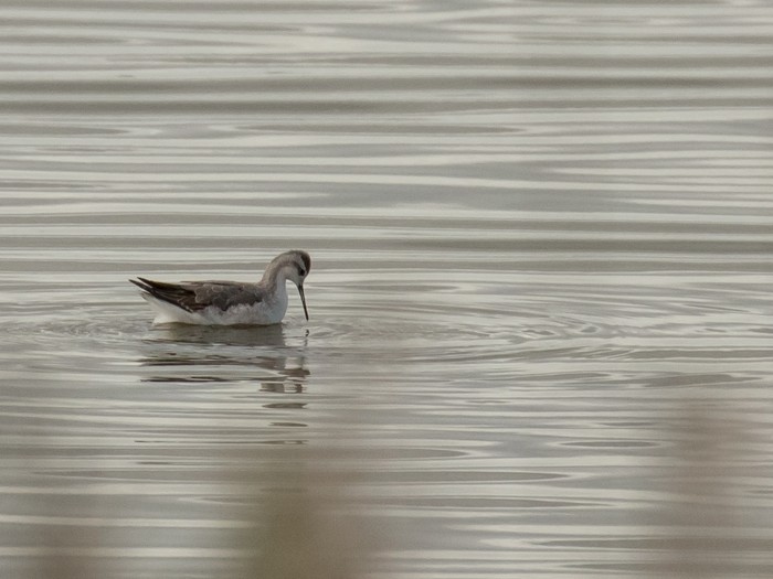 Wilson's Phalarope