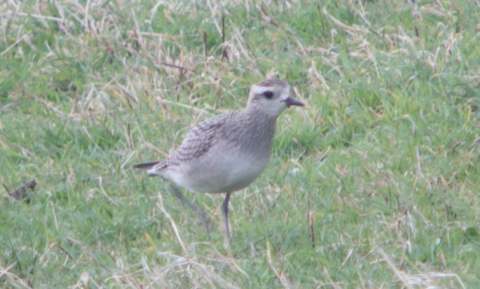 American Golden Plover