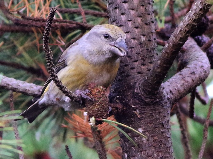 Parrot Crossbill