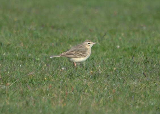 Tawny Pipit
