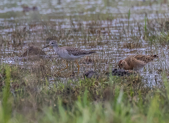 Lesser Yellowlegs