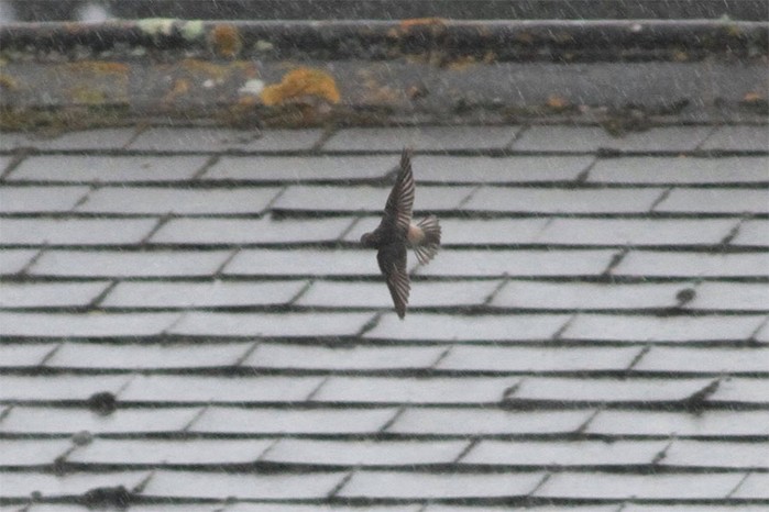 Cliff Swallow