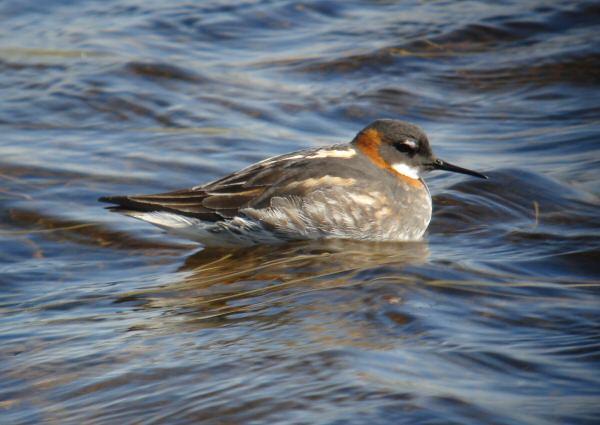 Red-necked Phalarope