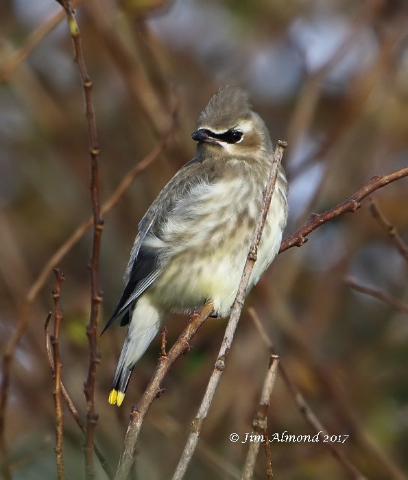Cedar Waxwing