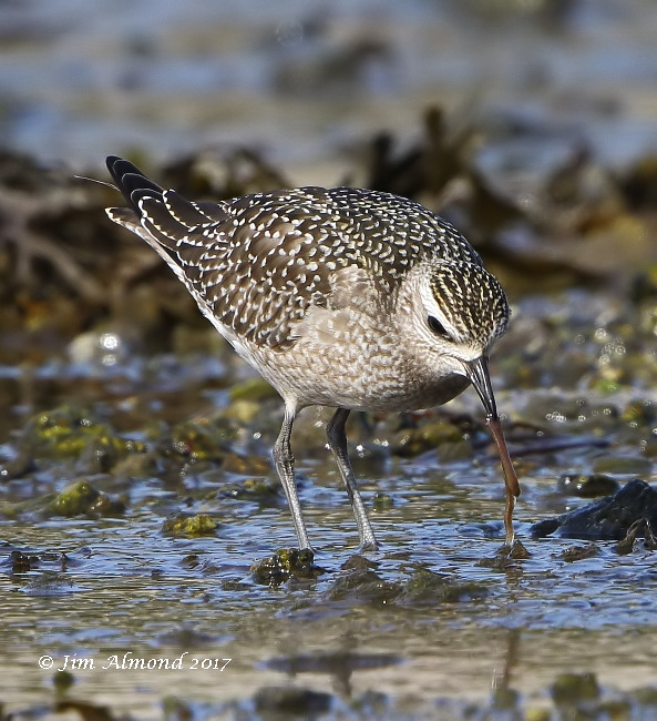 American Golden Plover