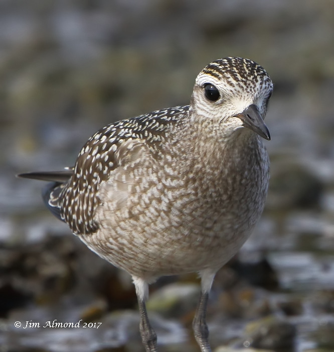 American Golden Plover