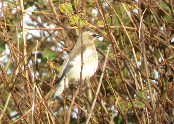 Cedar Waxwing