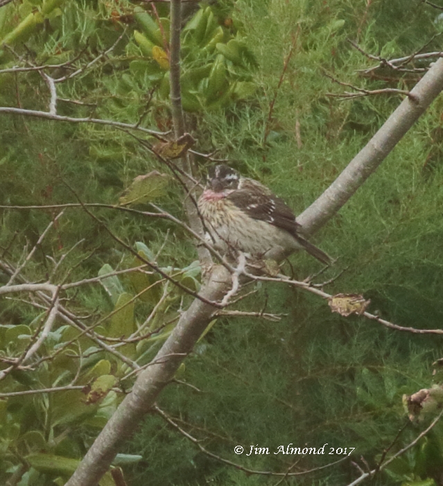 Rose-breasted Grosbeak