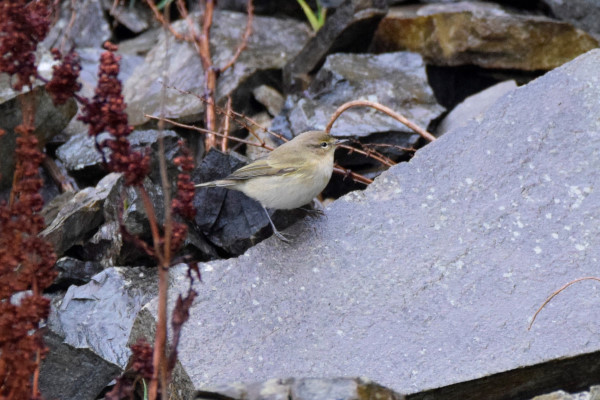 Chiffchaff