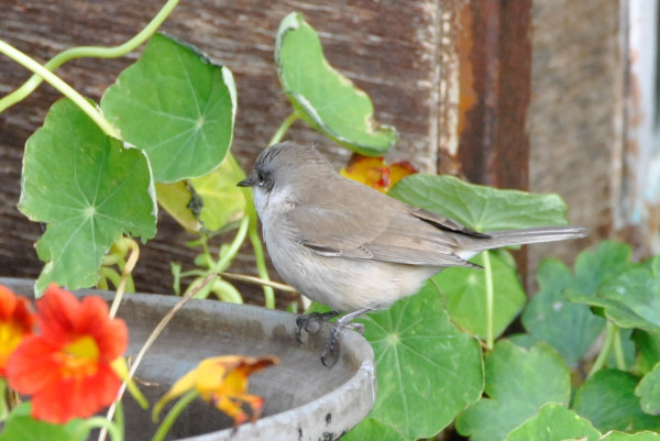 Lesser Whitethroat